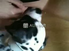An unprofessional close-up of an inquisitive adolescent of legal age spreading her legs for blowjob sex with a savage